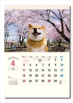 NK-35 柴犬まるとおさんぽ画像2