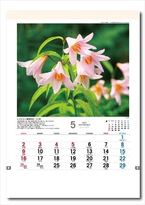 TD-818 日本の山野草画像2